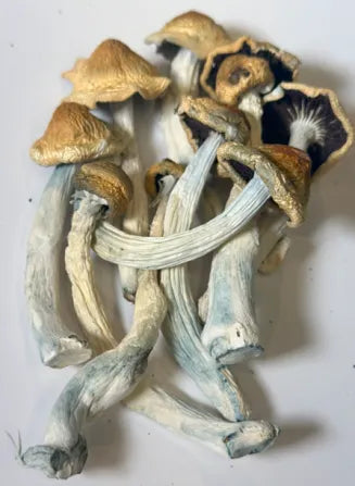 Psilocybe cubensis